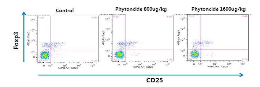 콜라겐유도 관절염 마우스 비장세포내에 CD4+CD25+Foxp3+ Treg 세포 수 비교