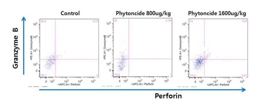 콜라겐유도 관절염 마우스 비장세포 중에 CD3-DX5+ 자연살해세포를 IL-15으로 자극하면서 3일간 배양한 후에 perforin과 granzyme B 분비량 비교