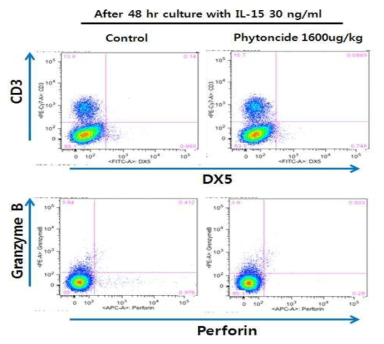 Terpene (Phytoncide 1600 ug/Kg)을 주 3회씩 4주간 복강내 투여한 군과 투여하지 않은 비교군의 비장세포에서 분리한 자연살해세포를 IL-15으로 자극하면서 2일간 배양한 후에 자연살해세포 수와 perforin과 granzyme B 분비량