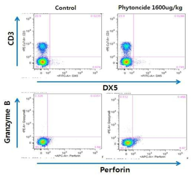 Terpene (Phytoncide 1600 ug/Kg)을 주 3회씩 4주간 복강내 투여한 군과 투여하지 않은 비교군에서 비장세포 내에 자연살해세포의 수와 perforin과 granzyme B 분비량