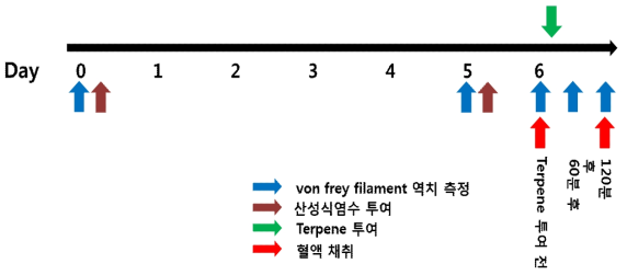 섬유근통 증후군 동물 모델 유도 및 terpene 복강 내 주사(IP) 처치