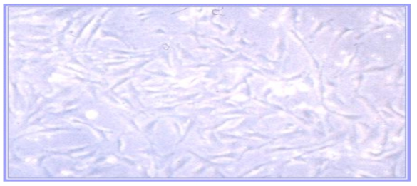 백서의 혈관평활근 세포를 분리 및 배양한 사진.
