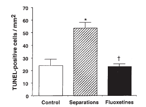 Quantitative analysis of the number of TUNELpositive cells in the GCL