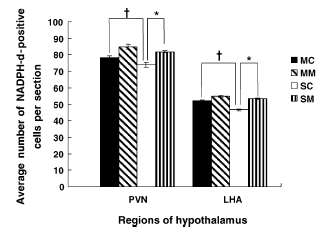 Average numbers of NADPHdiaphorase-positive cells in selected hypothalamic regions.