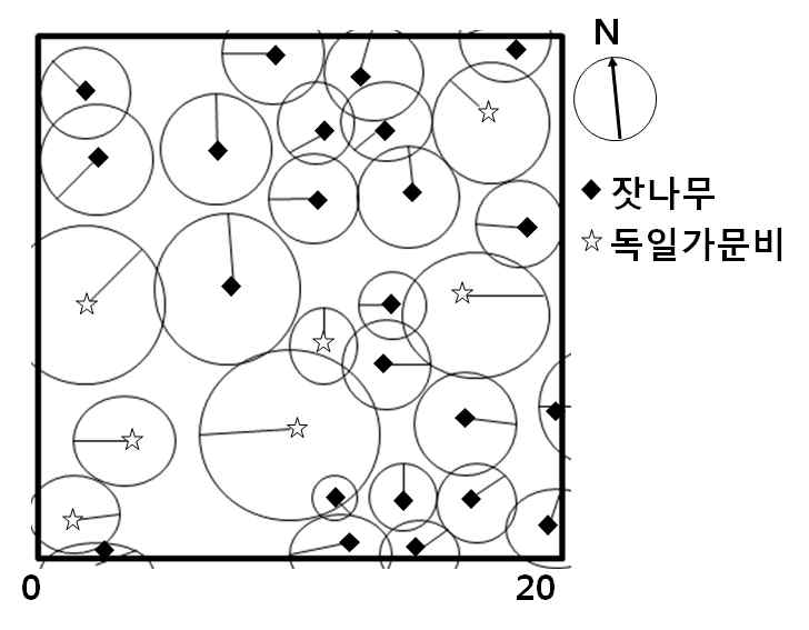 잣나무림 수관투영도