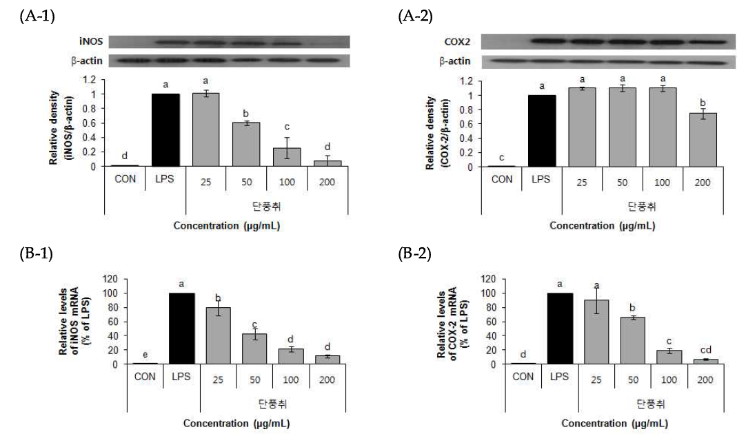 Effect of 70% EtOH extract of Danpungchwi (Ainsliaea acerifolia Sch. Bip.) on protein expressoin (A), mRNA expression (B).