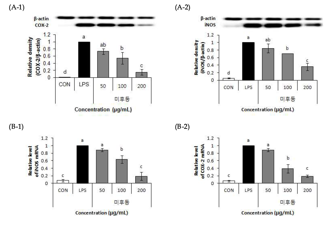 Effect of 70% EtOH extract of Mihudeung (Actinidia arguta (Siebold&Zucc.) Planch. ex Miq.) on protein expressoin (A), mRNA expression (B).