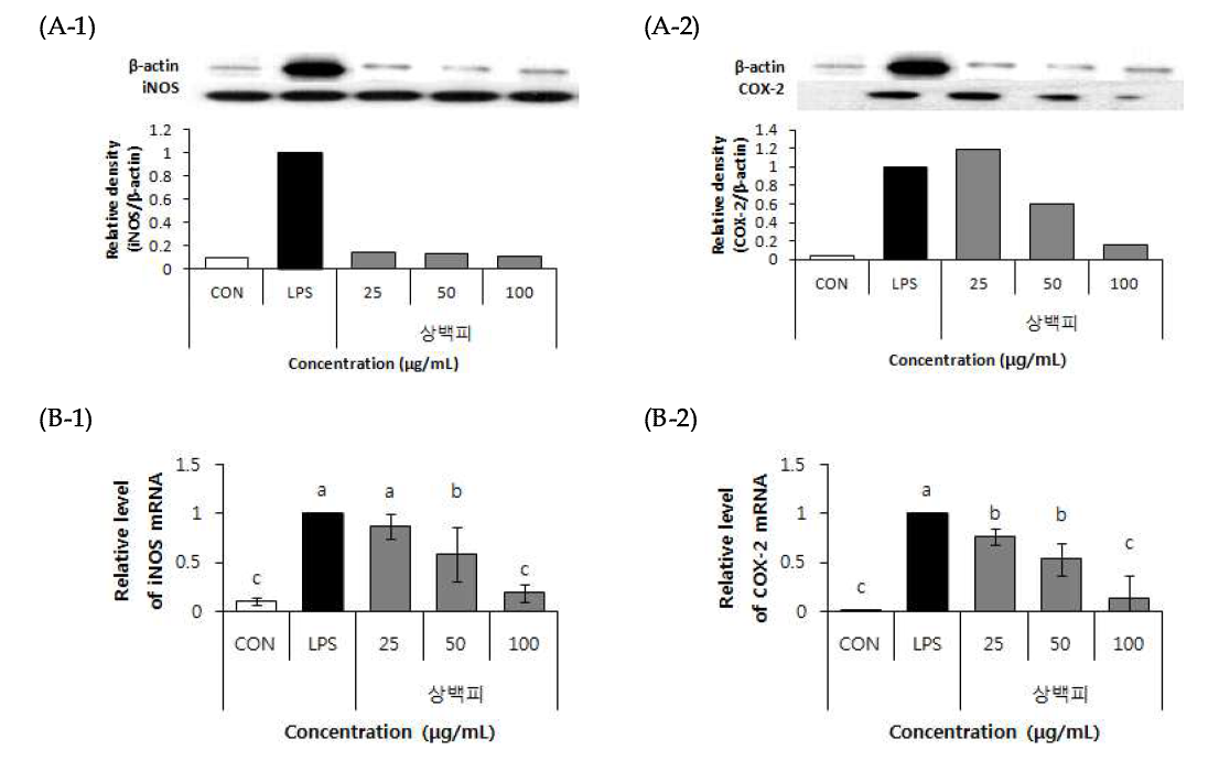 Effect of 70% EtOH extract of Mulberry root (Morus alba L.) on protein expressoin (A), mRNA expression (B).