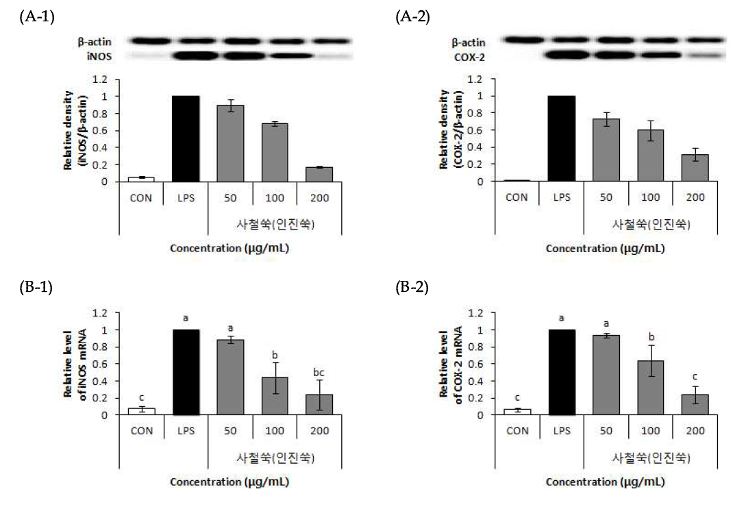 Effect of 70% EtOH extract of Capillary wormwood (Artemisia capillaris Thunberg) on protein expressoin (A), mRNA expression (B).