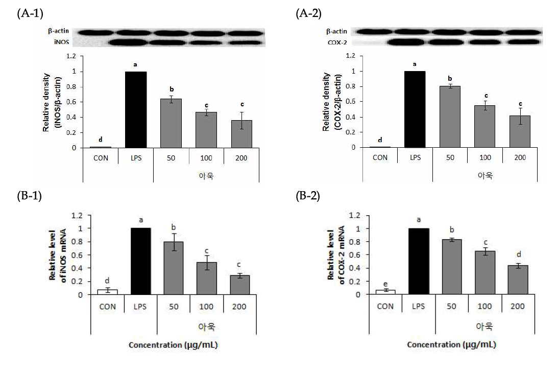 Effect of 70% EtOH extract of Curled mallow (Malva verticillata L.) on protein expressoin (A), mRNA expression (B).