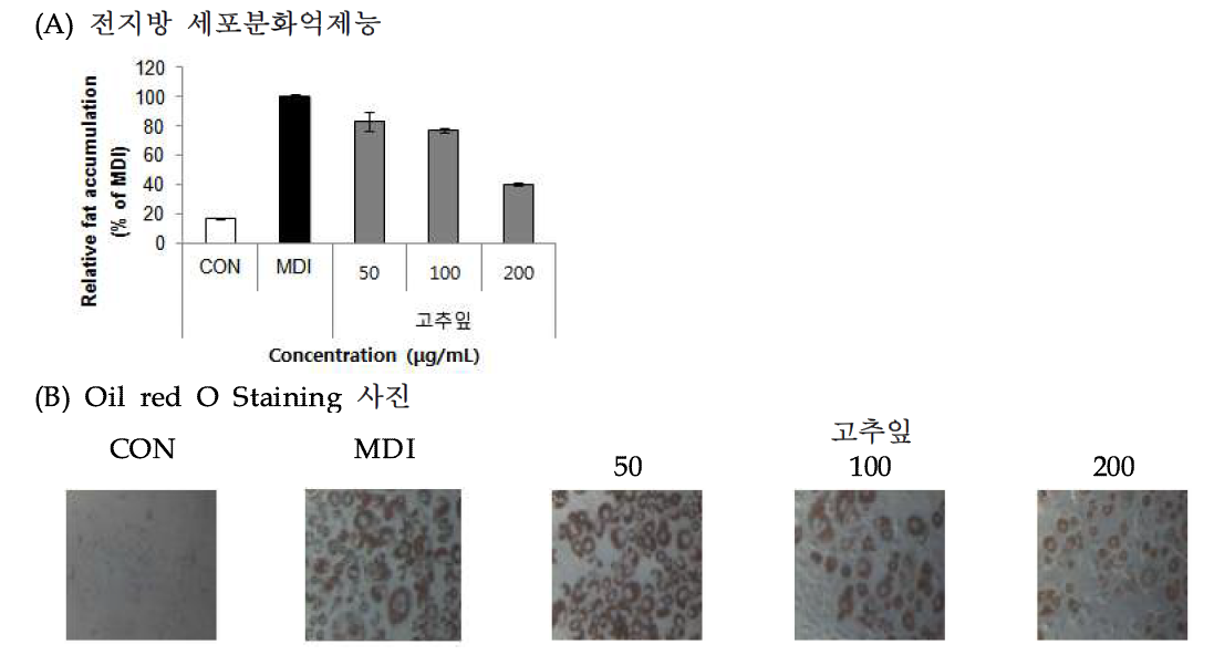 Effect of Pepper leaves (Capsicum annuum L.) 70% EtOH extract on lipid accumulation.