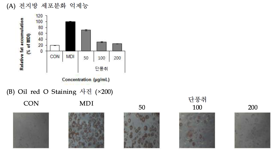 Effect of Danpungchwi (Ainsliaea acerifolia Sch. Bip.) 70% EtOH extract on lipid accumulation.