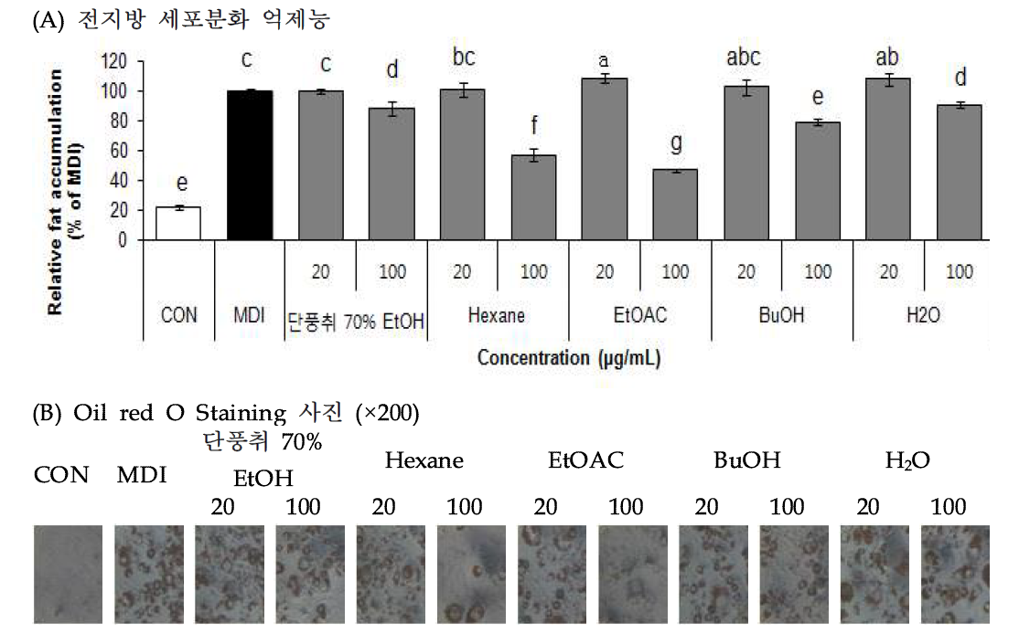 Effect of Danpungchwi (Ainsliaea acerifolia Sch. Bip.) extract and fractions on adipocyte differentiation in 3T3-L1 cells.