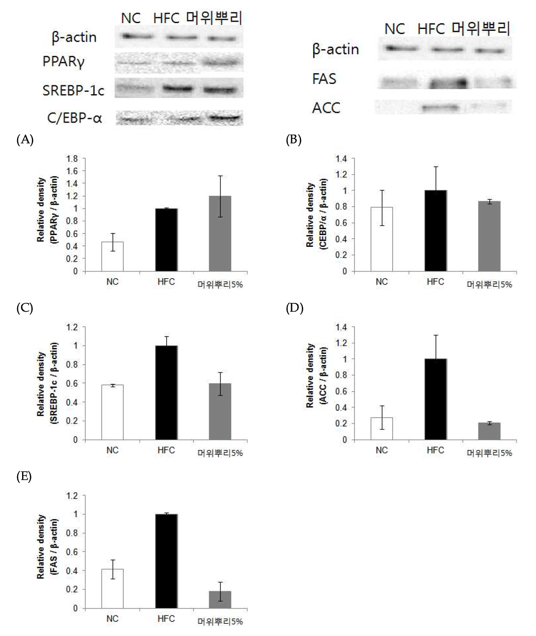 Effect of 70% EtOH extract of Butterbur root (Petasites japonicus (Siebold &Zucc.) Maxim.) on SREBP-1c (A), CEBP/α (B), FAS (C), ACC (D).