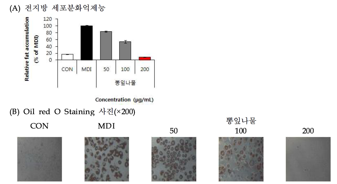 Effect of Mulberry leaves vegetable (Morus alba L.) 70% EtOH extract on lipid accumulation.