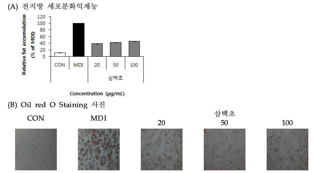 Effect of Lizards tail (Saururus chinensis Baill) 70% EtOH extract on lipid accumulation.