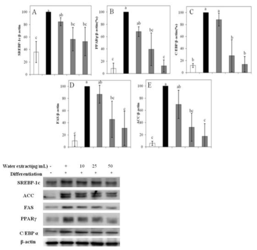 Protein expression effects of PTW on adipocyte differentiation in 3T3-L1 cells confirmed western blotting. The relative intensities SREBP-1c(A), PPARγ(B), CEBP/α(C), FAS(D), ACC(E) expression compared with the β-actin expression were determined using Quantity One software