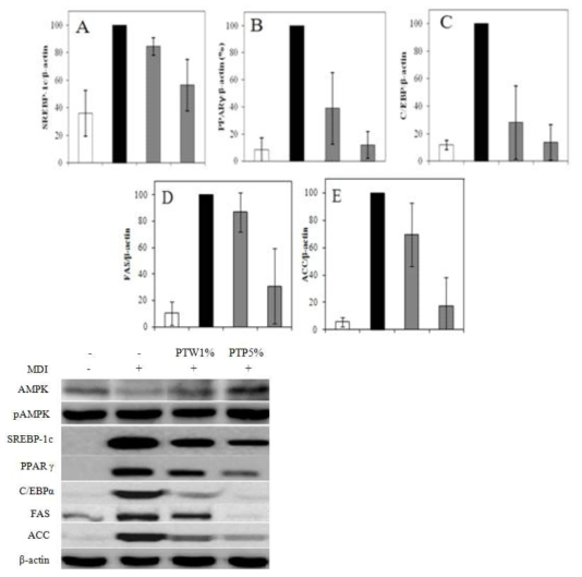 Protein expression effects of liver confirmed western blotting. The relative intensities SREBP-1c(A), PPARγ(B), CEBP/α(C), FAS(D), ACC(E) expression compared with the GAPDH expression were determined using Quantity One software