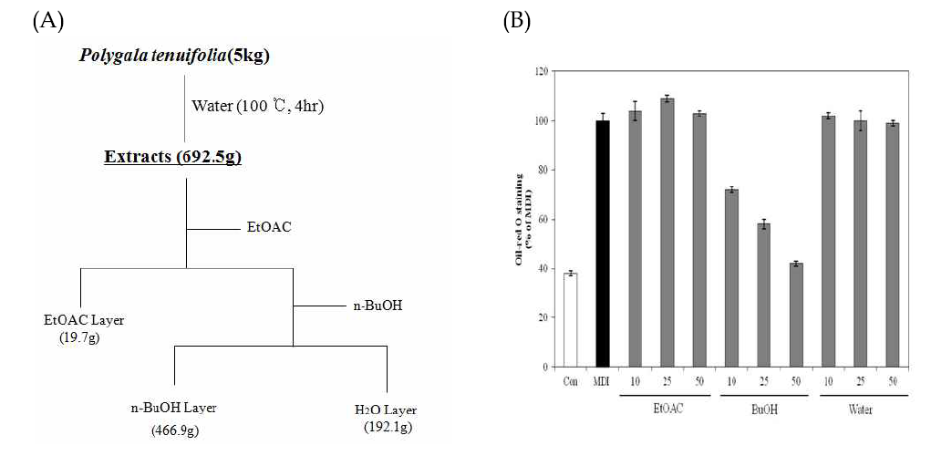 The procedure for extraction from Polygala tenuifolia (A) and Inhibitory effect of several solvent fraction from P. tenuifolia on the lipid accumulation (B) in 3T3-L1 adipocyte