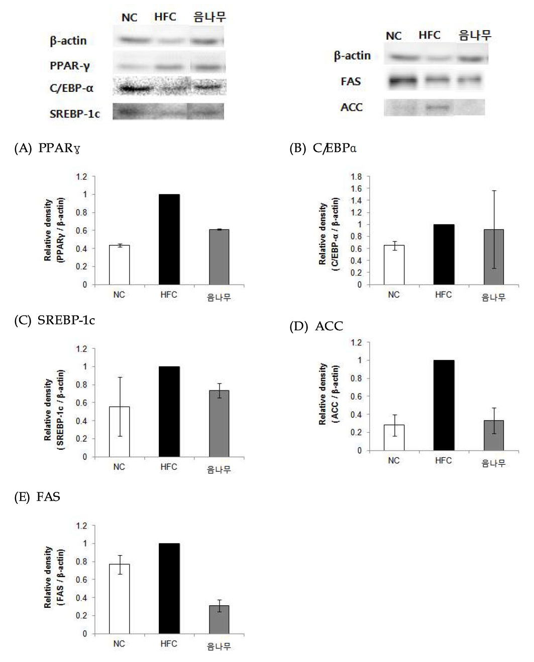 Effect of 70% EtOH extract of Castor aralia (Kalopanax septemlobus (Thunb.) Koidz.) on PPARγ (A), C/EBPα (B), SREBP-1 (C), ACC (D), FAS (E).