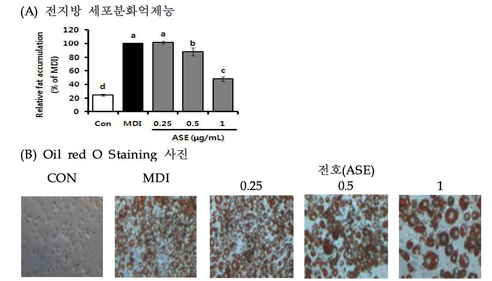 Effect of Jeon-ho (Anthriscus sylvestris L. Hoffm.) 70% EtOH extract on lipid accumulation.