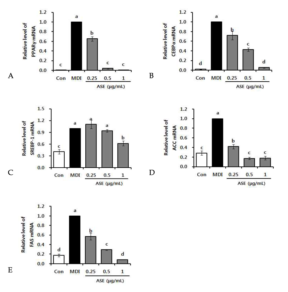 Representative real-time PCR analysis of ethanol extract of Jeon-ho (Anthriscus sylvestris L. Hoffm.) in 3T3-L1 cells.