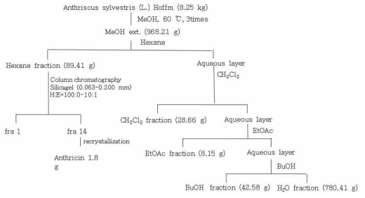 The procedure for extraction from Anthriscus sylvestris (L.) Hoffm