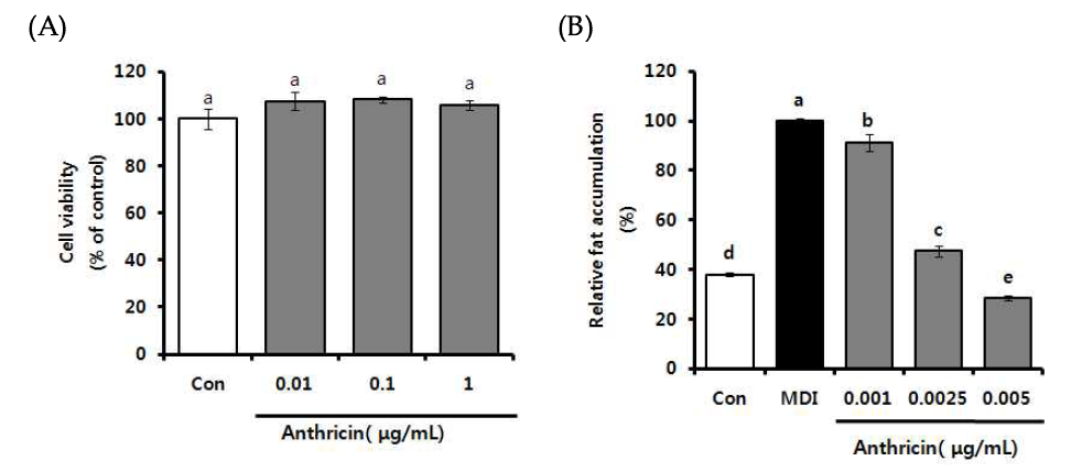 Effect of Anthricin on cell viability (A), Oil Red-O staining (B) in 3T3-L1 cells