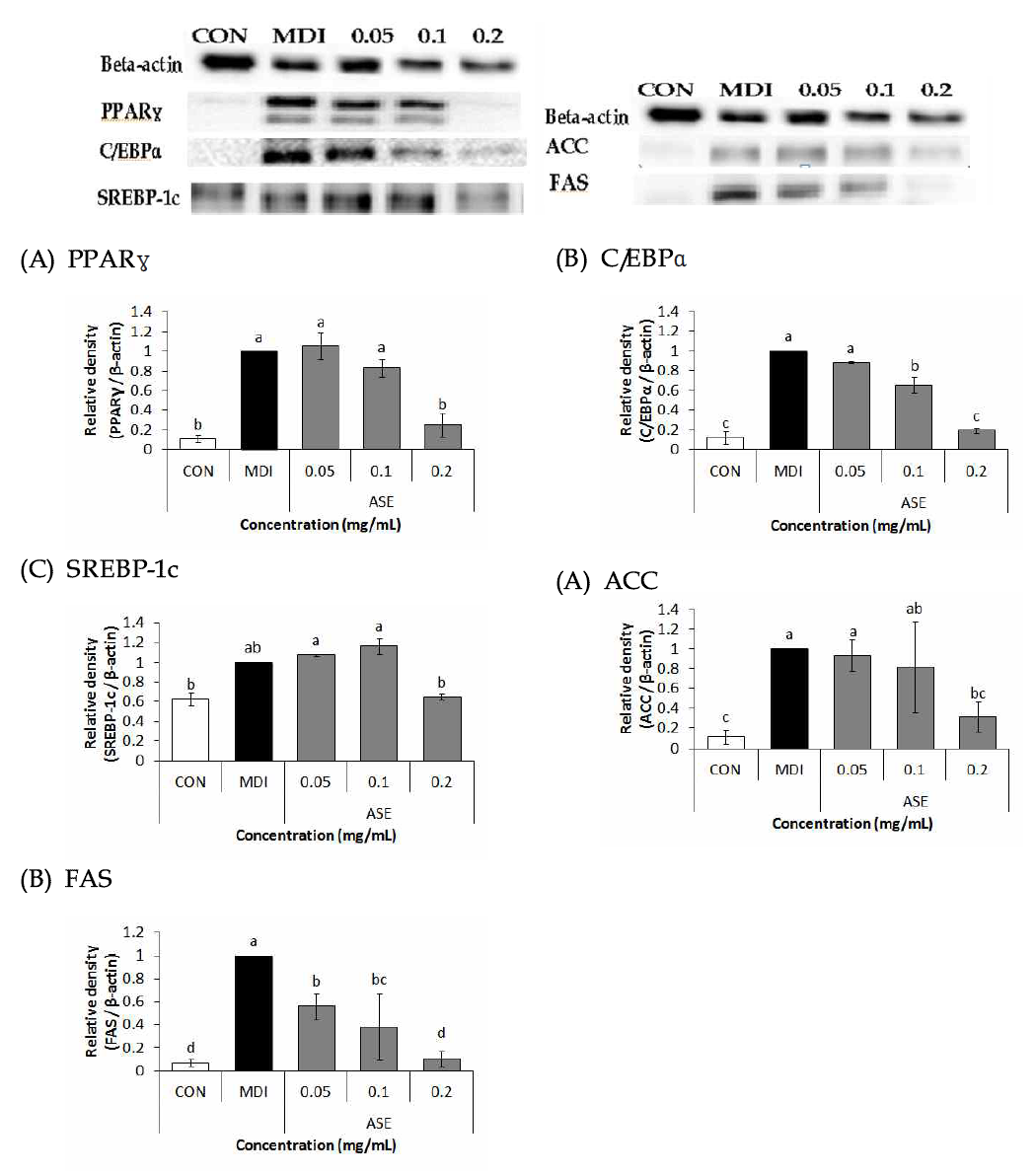 Effects of 70% ethanol extracts of Rough aster (Aster scaber Thunberg) on PPARγ, C/EBPα, SREBP-1c, ACC, FAS protein expression in 3T3-L1 cells