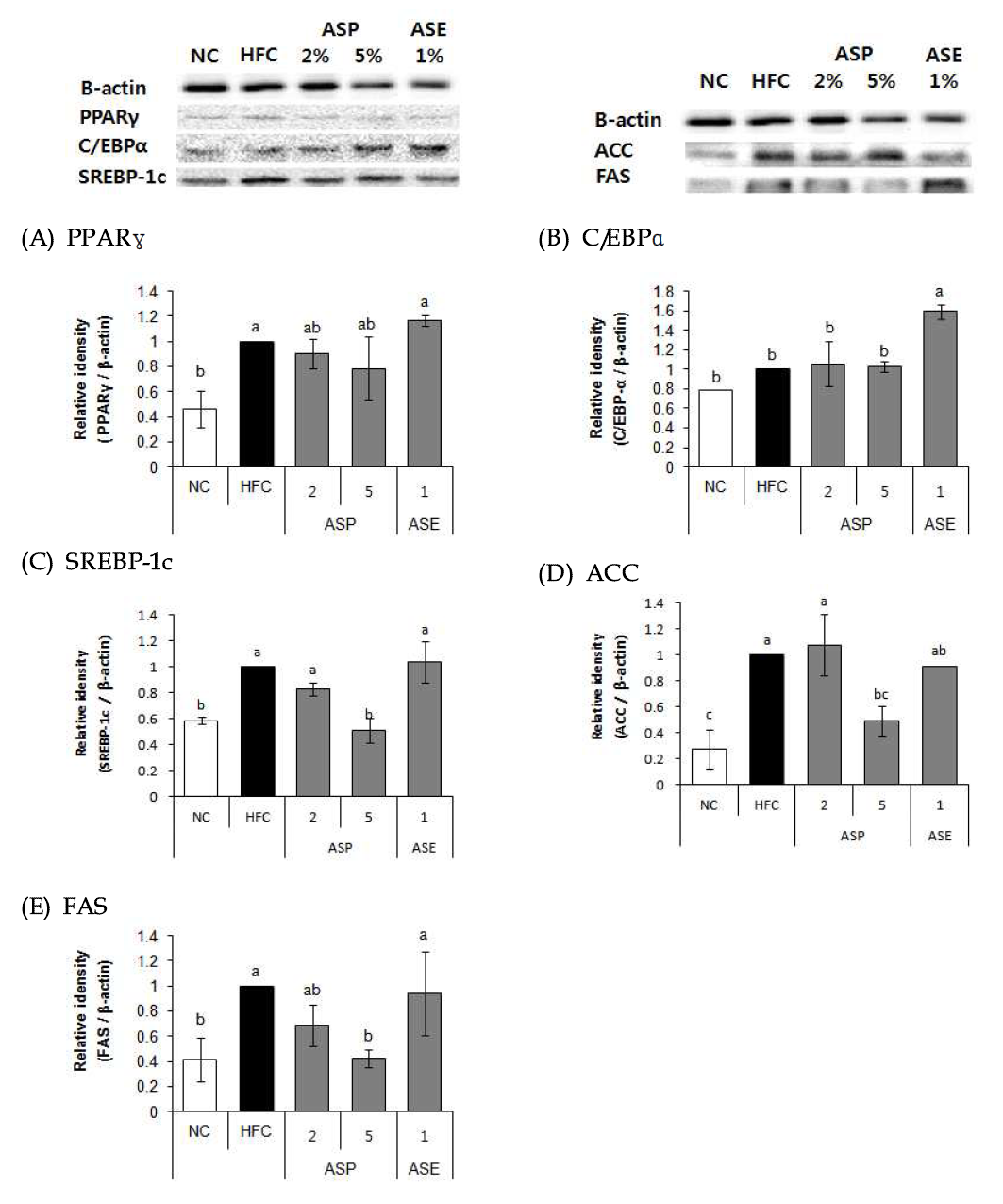 Effects of 70% ethanol extracts of Rough aster (Aster scaber Thunberg) on PPARγ, C/EBPα, SREBP-1c, ACC, FAS protein expression in C57BL/6N mice