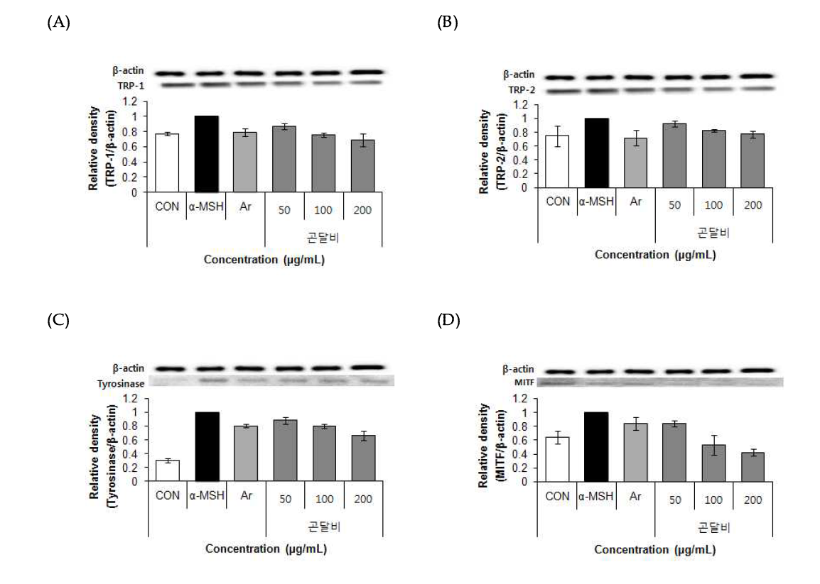 Effects of 70% ethanol extract of Nar-rowhead Goldenray (Ligularia stenocephala (Maxim.) Matsum. & Koidz.) on TRP-1, TRP-2, Tyrosinase, MITF protein expression in B16F10 cells. Values are means±SD