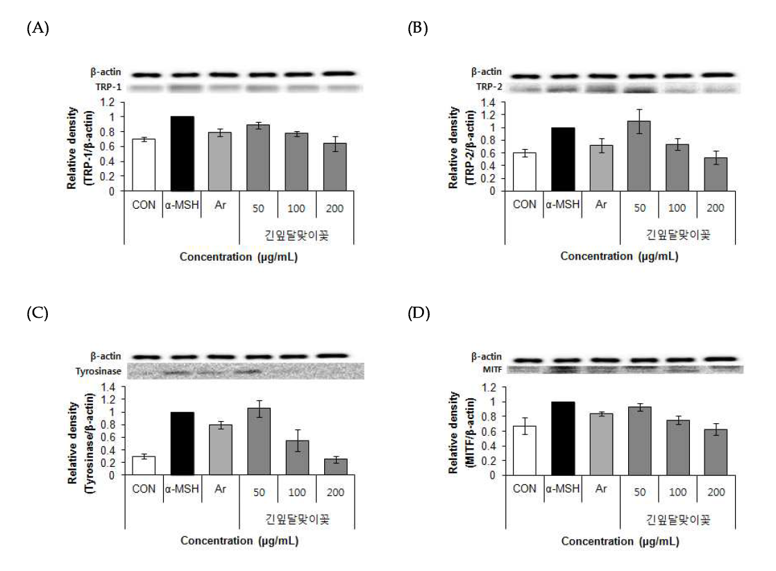 Effects of 70% ethanol extract of primrose (Oenothera stricta Ledeb.) on TRP-1, TRP-2, Tyrosinase, MITF protein expression in B16F10 cells. Values are means±SD