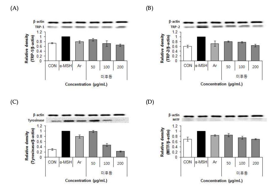 Effects of 70% ethanol extract of Mihudeung (Actinidia arguta (Siebold&Zucc.) Planch. ex Miq.) on TRP-1, TRP-2, Tyrosinase, MITF protein expression in B16F10 cells. Values are means±SD