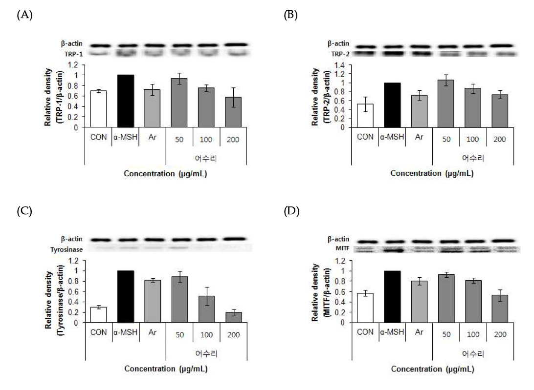 Effects of 70% ethanol extract of A cow parsnip (Heracleum moellendorffii HANCE) on TRP-1, TRP-2, Tyrosinase, MITF protein expression in B16F10 cells. Values are means±SD