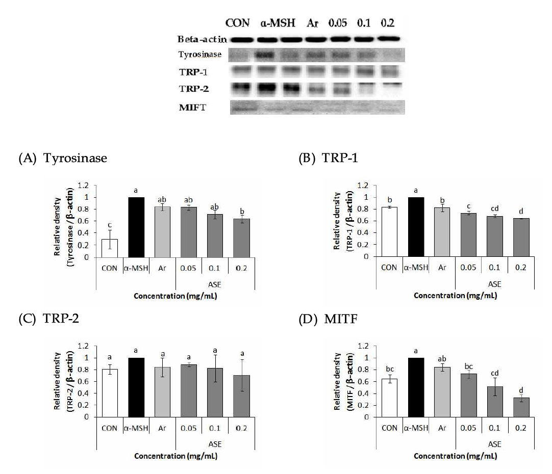 Effects of 70% ethanol extract of Rough aster (Aster scaber Thunberg) on Tyrosinase, TRP-1, TRP-2, MITF protein expression in B16F10 cells