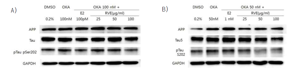 A) BE(2)-M17 세포와 B) BE-APP/swe 세포에서 옻나무 추출물에 의한 tau 인산화저해