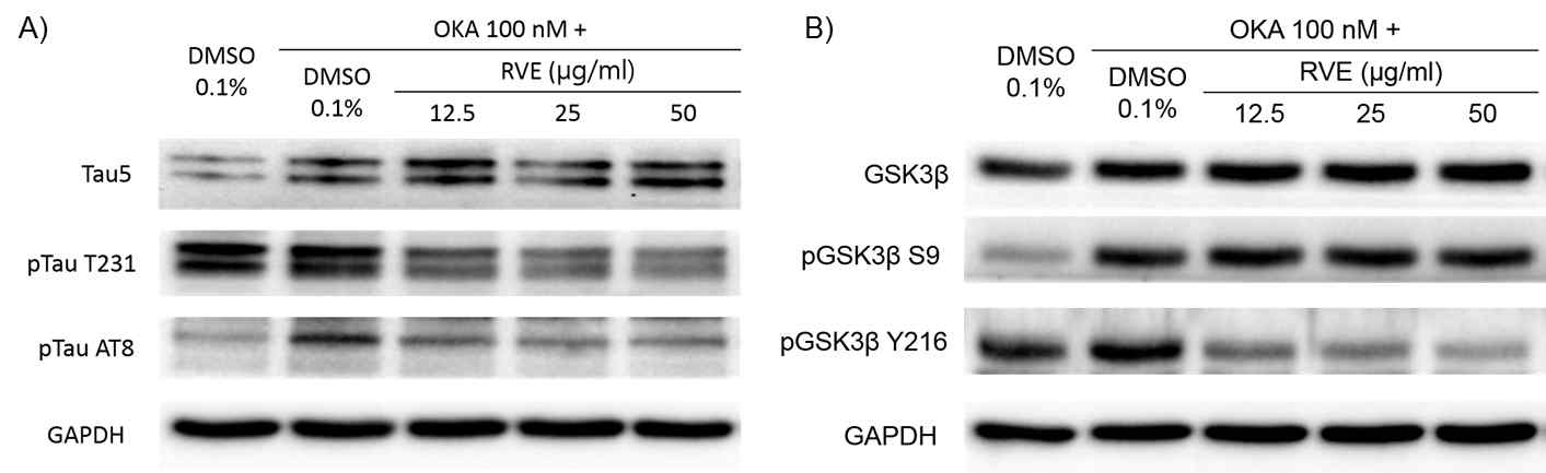 Okadaic acid 유도 in vitro SH-Sy5y 세포 알츠하이머 모델에서 옻나무 추출물이 tau 및 GSK3β 단백질의 인산화에 미치는 영향 pTau AT8; pTau Ser202+Thr205