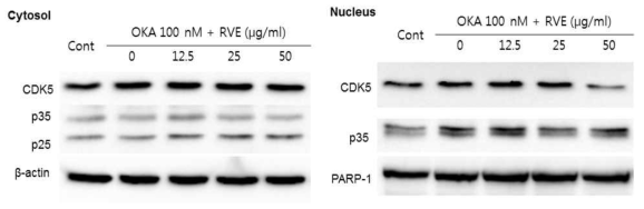 Okadaic acid 유도 in vitro SH-Sy5y 세포 알츠하이머 모델에서 옻나무 추출물 이 CDK5, p35, p25의 발현과 위치에 치는 영향