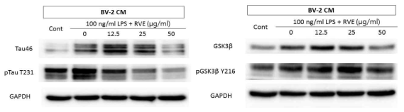 분화된 SH-Sy5y 세포를 BV-2 CM으로 유도한 in vitro 알츠하이머 모델에서 옻나무 추출물이 tau 및 GSK3β 단백질의 인산화에 미치는 영향