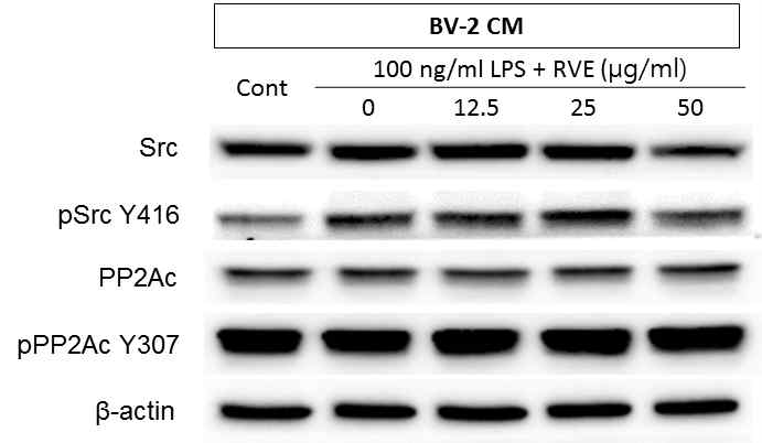 분화된 SH-Sy5y 세포를 BV-2 CM으로 유도한 in vitro 알츠하이머 모델에서 옻나무 추출물이 SRC 및 PP2Ac 단백질의 인산화에 미치는 영향