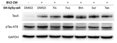 분화된 SH-Sy5y 세포를 BV-2 CM으로 유도한 in vitro 알츠하이머 모델에서 옻나무 분리 물질이 tau 단백질의 인산화에 미치는 영향