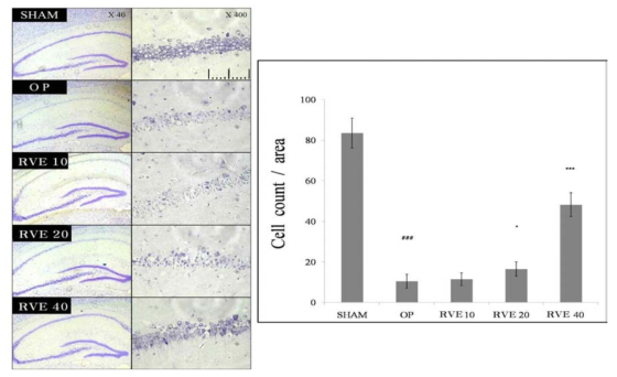 Rhus verniciflua stokes extract (옻나무 추출물; RVE)을 10, 20, 40 mg/kg 용량으로 2주 간 경구투여하고 베타 아밀로이드를 뇌실질 내 투여한 rat의 해마 CA1 영역 피라밋 신경세포의 현미경 사진(좌)과 활성 신경세포수 측정 그래프(우)