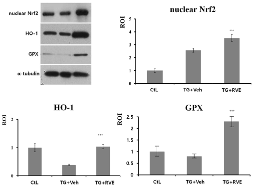 알츠하이머 형질전환 마우스(APPswe/PS1dE9)에서 옻나무 추출물이 해마 Nrf-2와 세포 내 항산화 효소 단백질 발현에 미치는 영향
