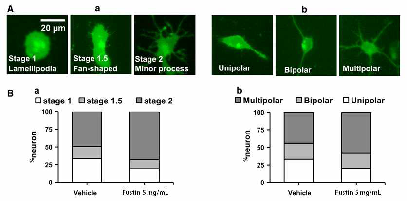 Fustin의 일차배양 해마 신경세포의 초기발달과정 분석.