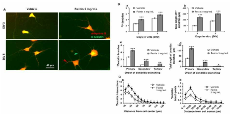 Fustin의 배양 해마 신경세포의 가지돌기 수지상 배열 촉진 효과.