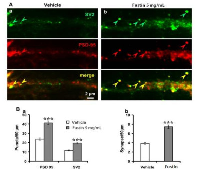 Fustin의 배양 해마 신경세포의 신경연접강화 효과