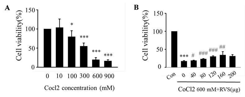 RVS에 의한 CoCl2 유도 HK-2 세포 손상 억제 효과