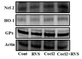 Nrf-2 반응성 세포 항산화 효소 시스템의 발현에 RVS효과