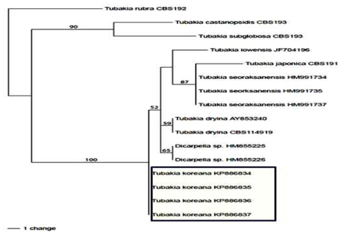 ITS rDNA 유전자 염기서열을 이용한 Tubakia속 균의 종간 계통도.