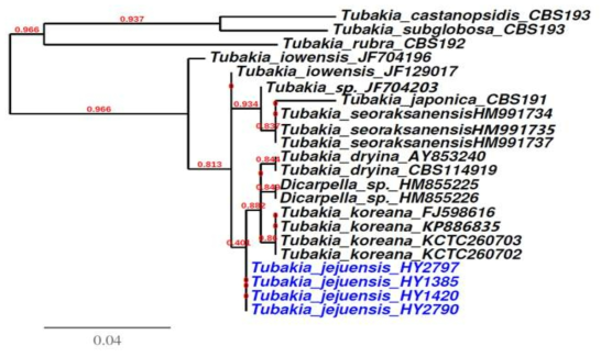 ITS의 영역의 염기서열을 Kimura 2 parameter distance 방법에 의해 분석한 참나무 투바키아잎마름병의 계통도